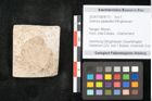 Foto (Objekt + Etikett) von Quercus palaeoilex Ettingshausen (NHMW-GEO-2024-0188-8113)